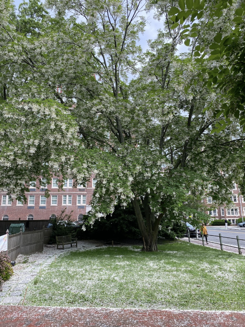 Goodbye Yara, we love you